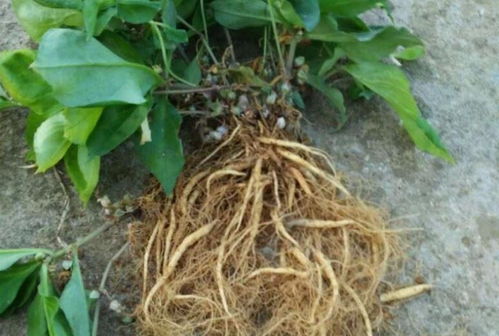 四葉參 市場價(jià)值高昂，農(nóng)民種植意愿為何低迷？