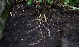 種植人參，做好這五步，可保證高產(chǎn)優(yōu)質(zhì)黑參產(chǎn)品