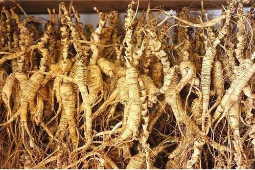 長白山黑參 五載沉淀，鮮食營養三倍于干品