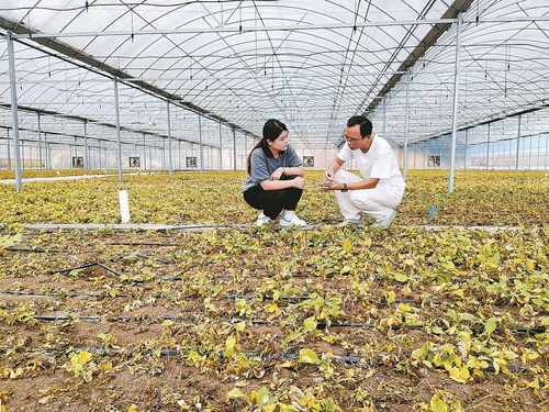 柘榮注入科技，一根參茁壯成長 西洋參產業的現代轉型